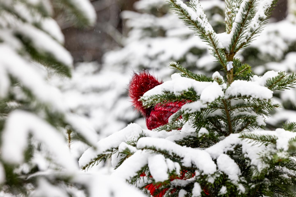 Pudelmütze im Schnee - ZDF-Doku